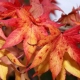 Liquidambar