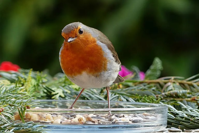 Bird Feeding
