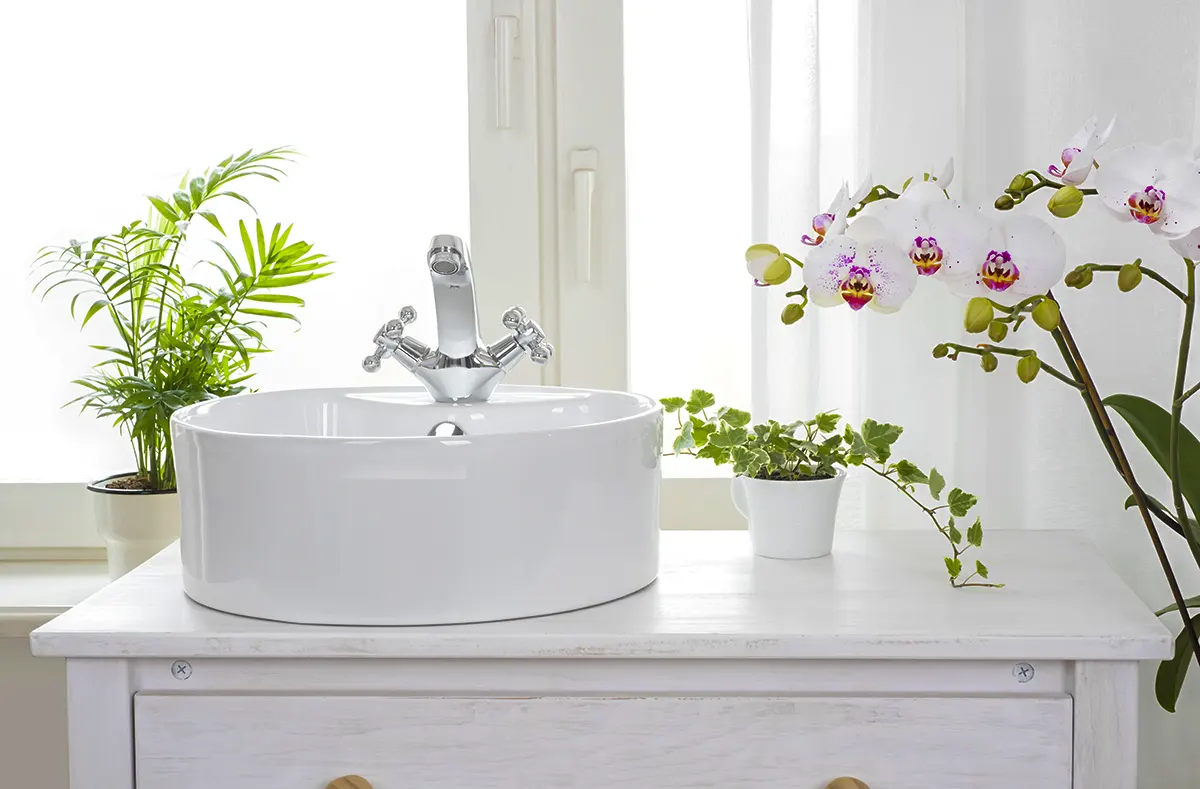 le piante che necessitano di umidità sono perfette in bagno