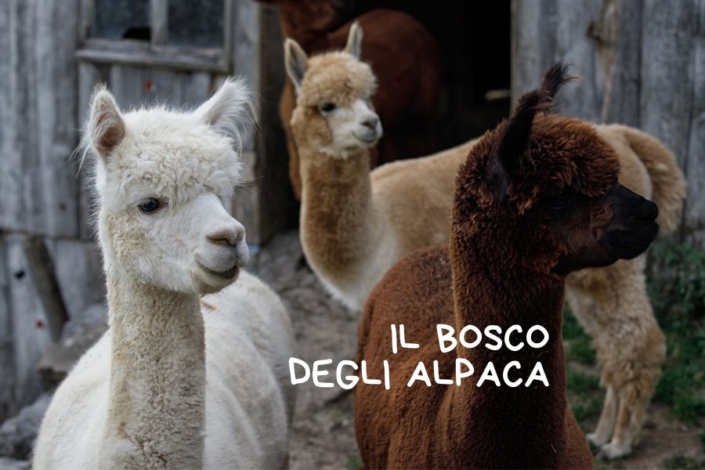 il-bosco-degli-alpaca