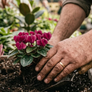 Laboratorio Balconetta Autunnale – Roagna Vivai Cuneo Mani esperte che piantumano un ciclamino rosa in terriccio fresco durante il laboratorio per creare una balconetta autunnale da Roagna Vivai a Cuneo