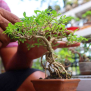 corso-bonsai-cuneo Dettaglio della lavorazione e cura di un bonsai durante il corso per principianti a Cuneo