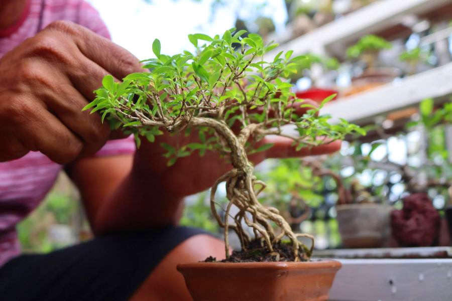 Dettaglio della lavorazione e cura di un bonsai durante il corso per principianti a Cuneo