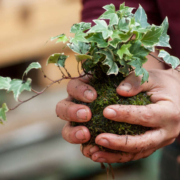Corso Kokedama Cuneo Creazione artigianale di un kokedama con piante e sfera di muschio durante il workshop al Garden Roagna a Cuneo.