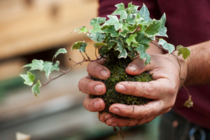 Creazione artigianale di un kokedama con piante e sfera di muschio durante il workshop al Garden Roagna a Cuneo.
