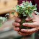 Creazione artigianale di un kokedama con piante e sfera di muschio durante il workshop al Garden Roagna a Cuneo.