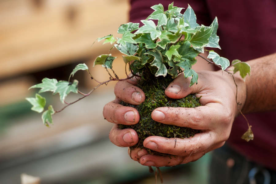 Creazione artigianale di un kokedama con piante e sfera di muschio durante il workshop al Garden Roagna a Cuneo.